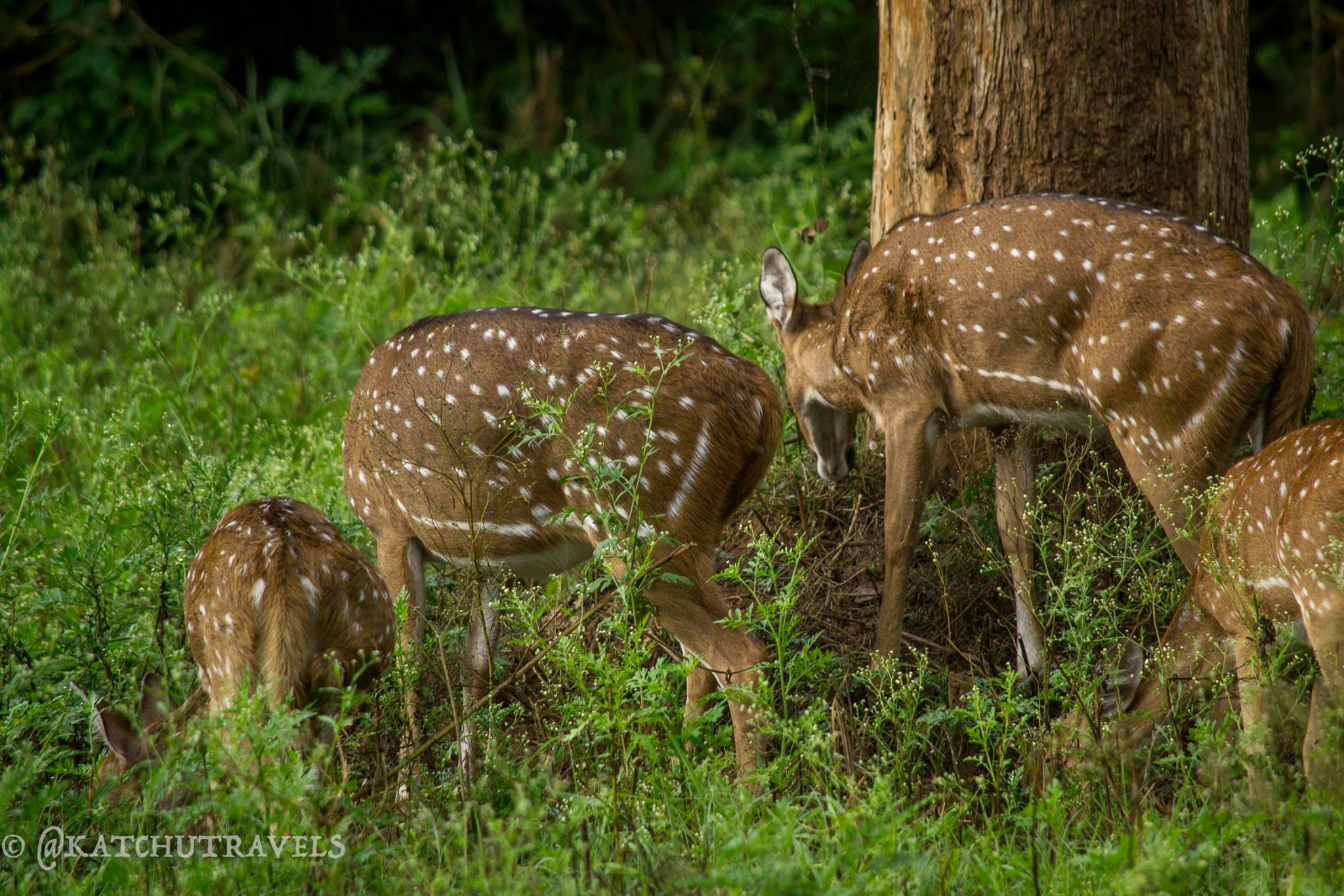 Spotted Deers in Nagarhole