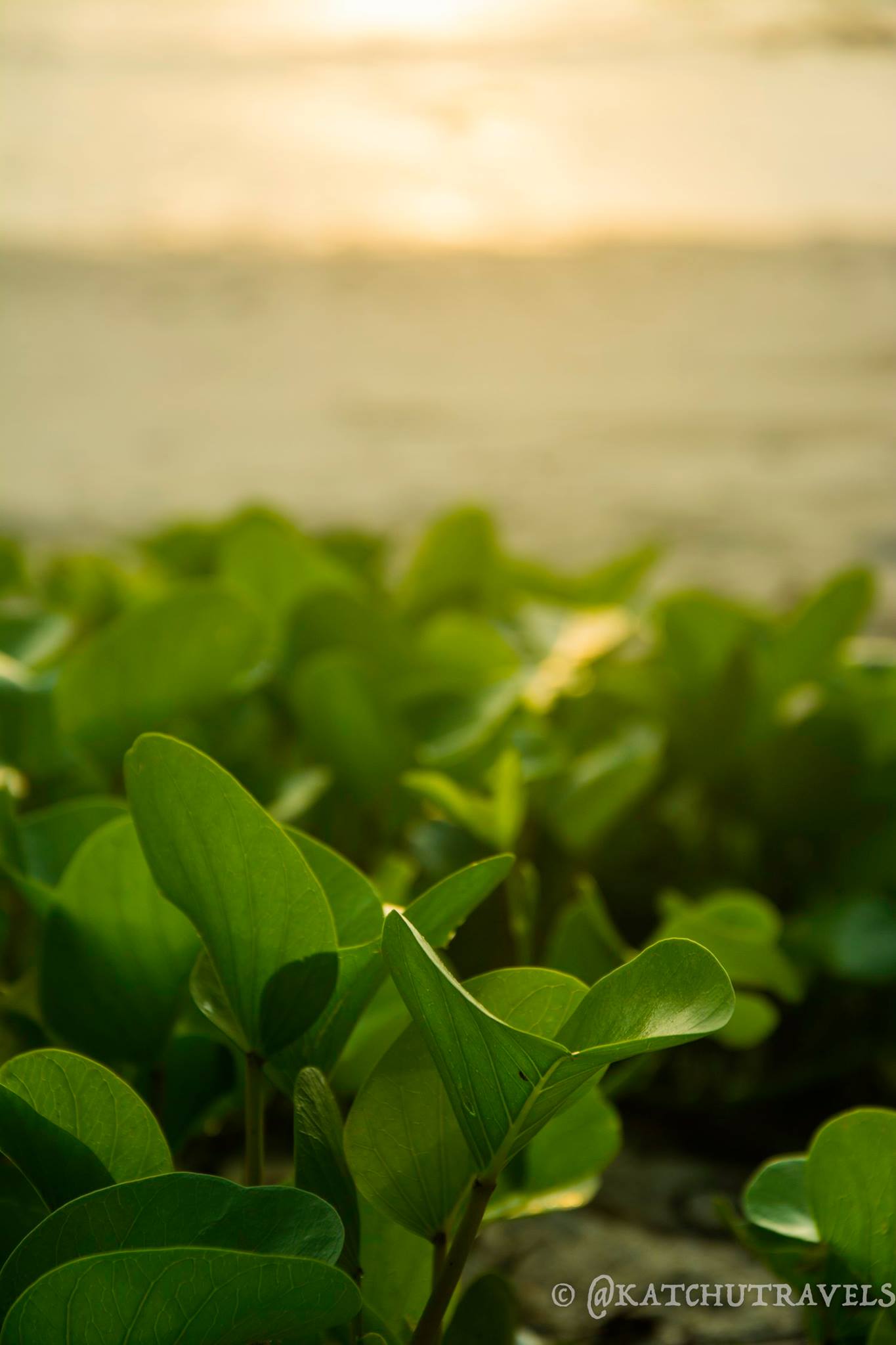 The sun's rays illuminate the plants on Kalapathar Beach(Havelock Islands in Andamans-India)