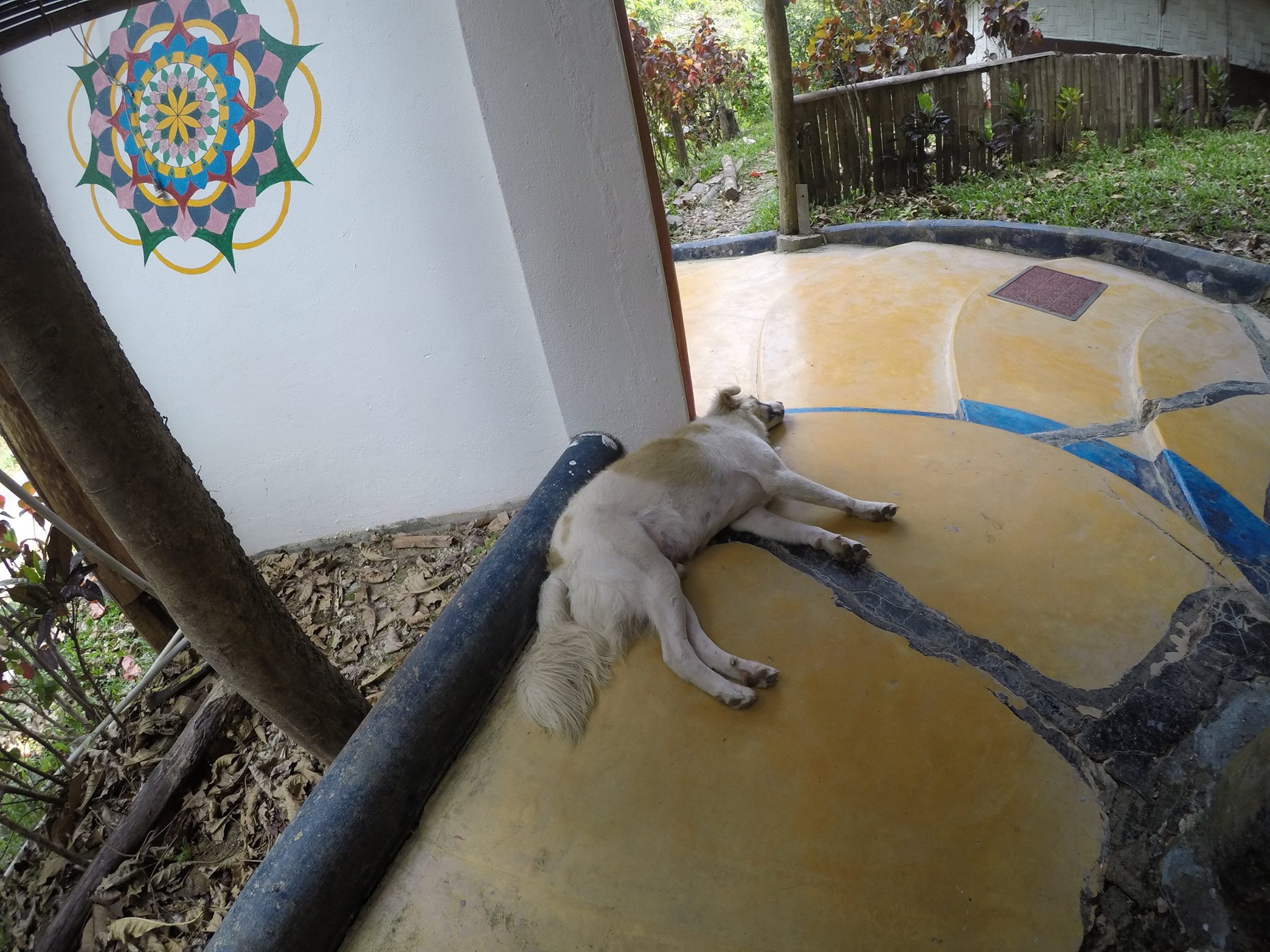 The little dog at Flying Elephants- Kalapathar Village in Havelock (Andaman Islands-India)