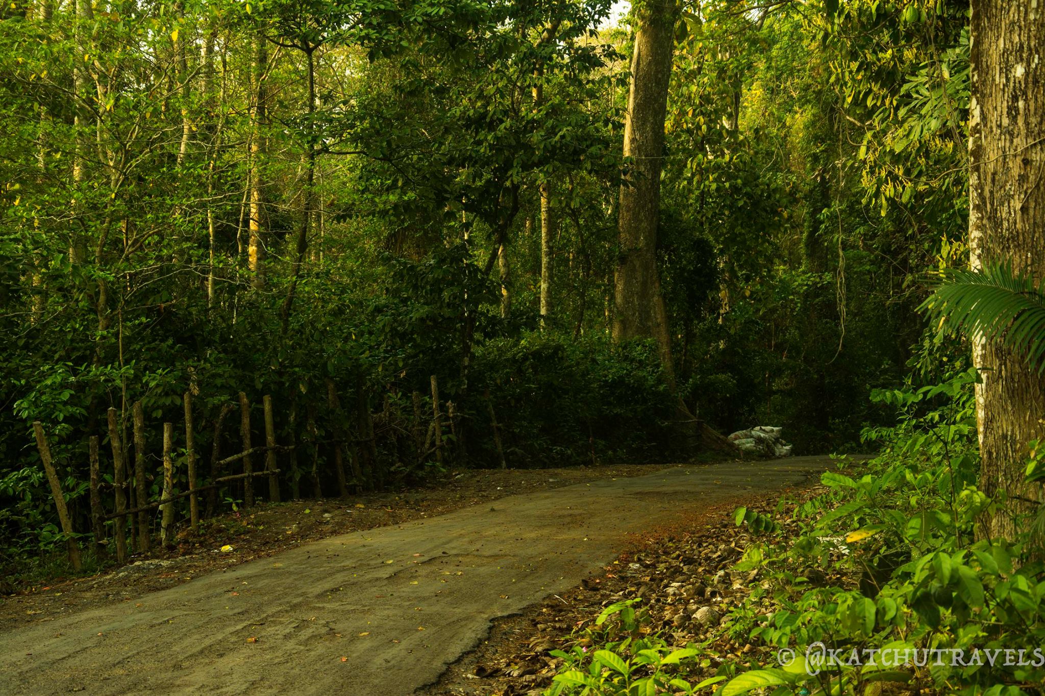 Driving through the Woods-Havelock Island