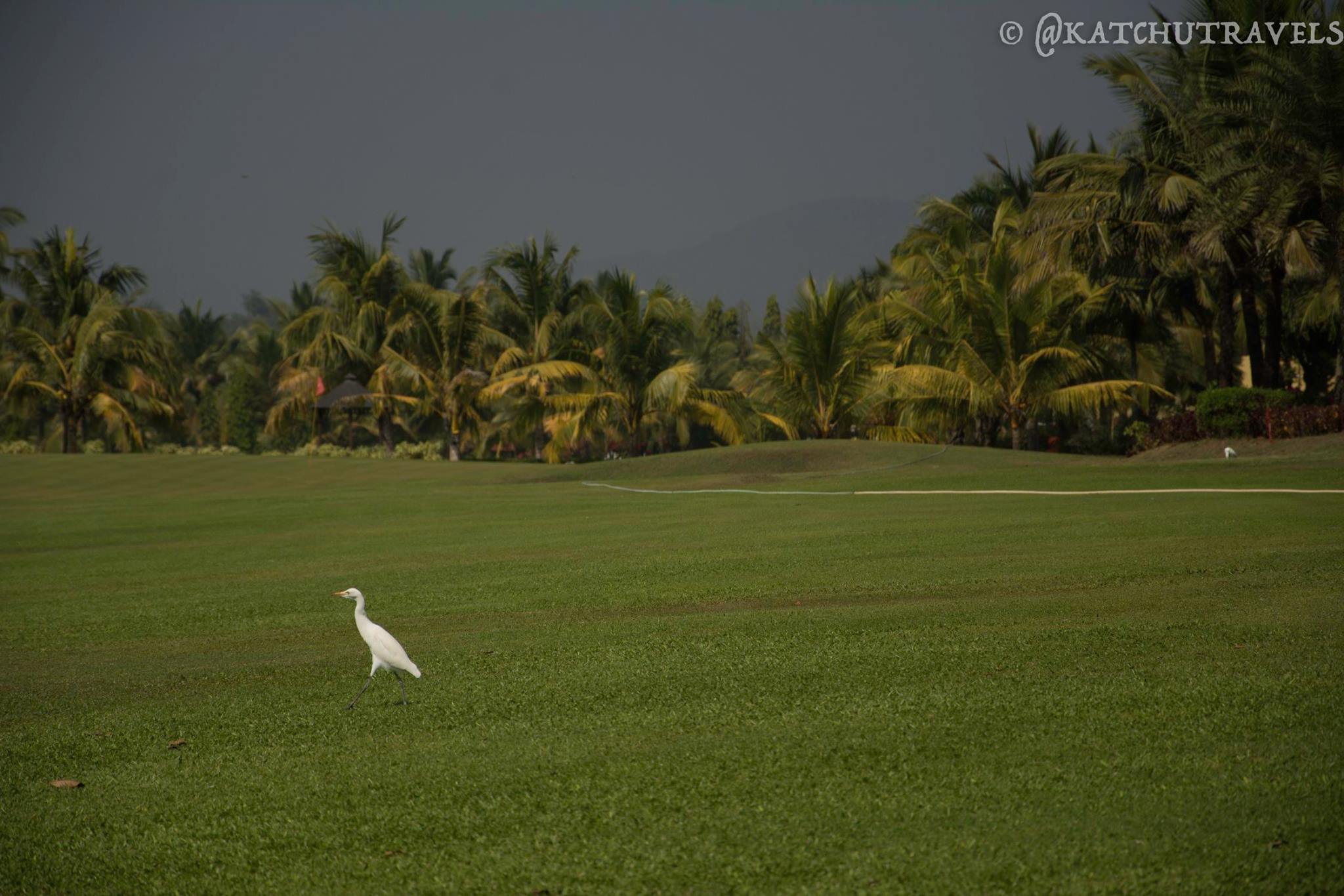 Swan on the lawns of the Lalit-Intercontinental Golf Course. We passed them on a bike parallel to the course!