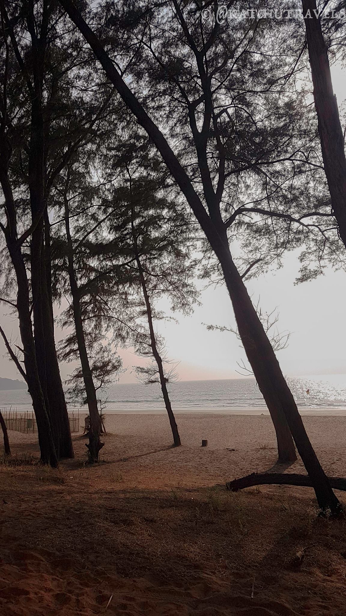 The tall trees at the entrance of Galjibaga Beach (South Goa-India)