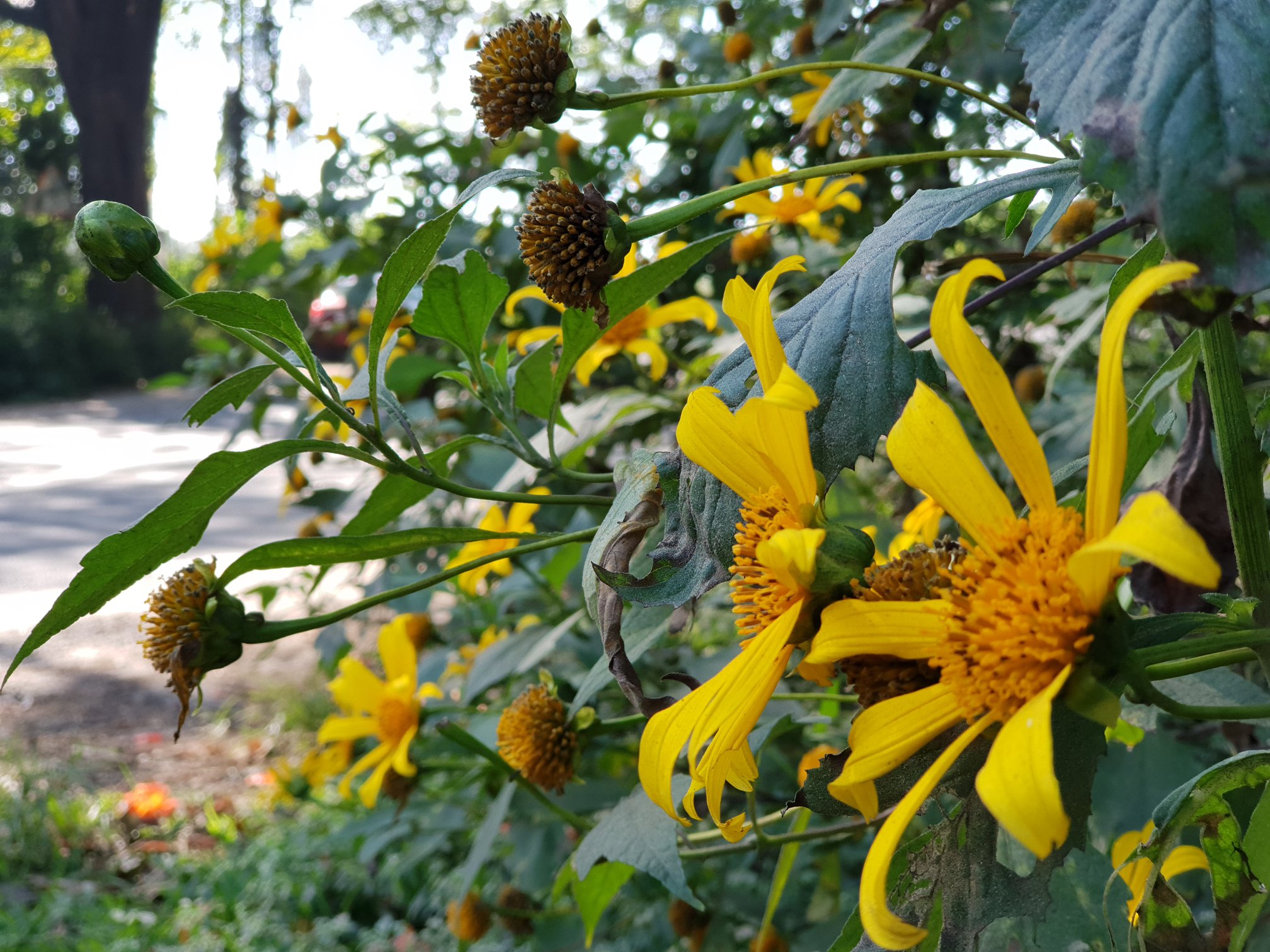 Sunflower Spotting at Sakleshpur