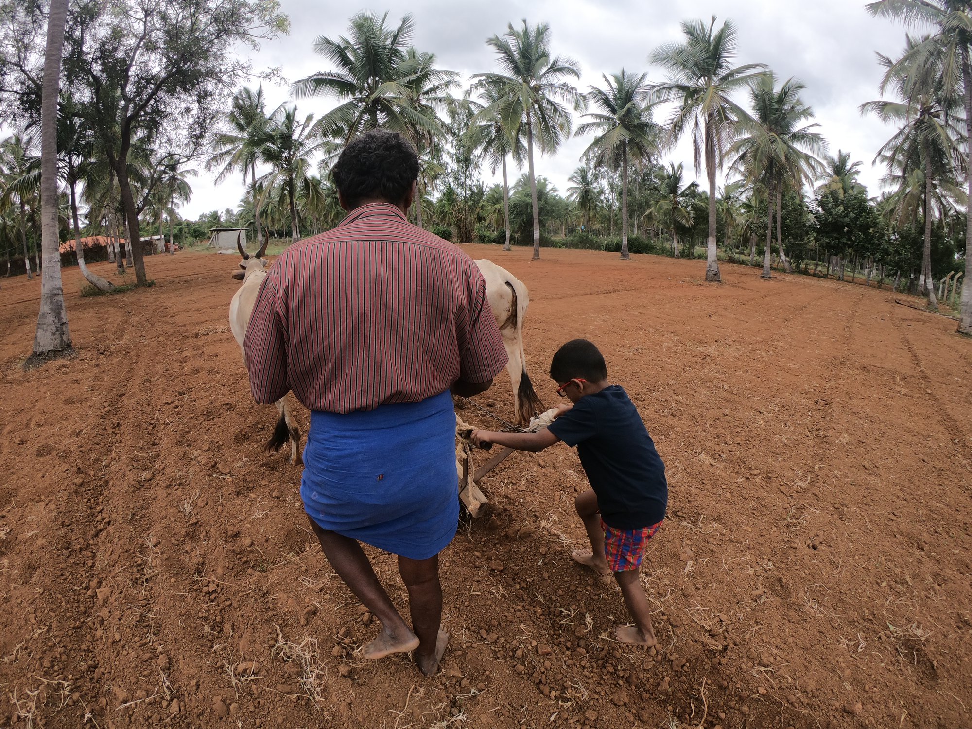 Nandu trying his hand at tilling the soil